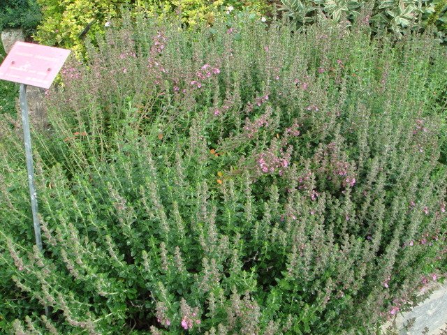 Teucrium chamaedrys